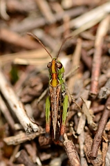 David Plant Photography - Wildlife Photography - Mottled grasshopper, Myrmeleotettix maculatus - A